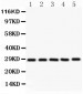 Anti-SF2 Picoband Antibody